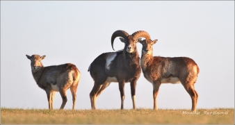 <p>MUFLON (Ovis musimon) Šluknovsko - Valdek, 2016 /Mouflon - Mufflon/ </p>